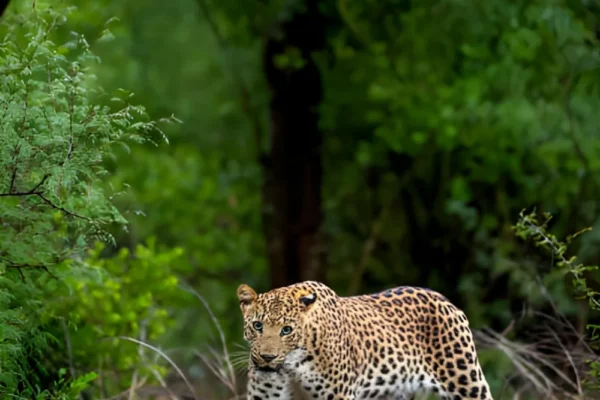 Leopards of Central India