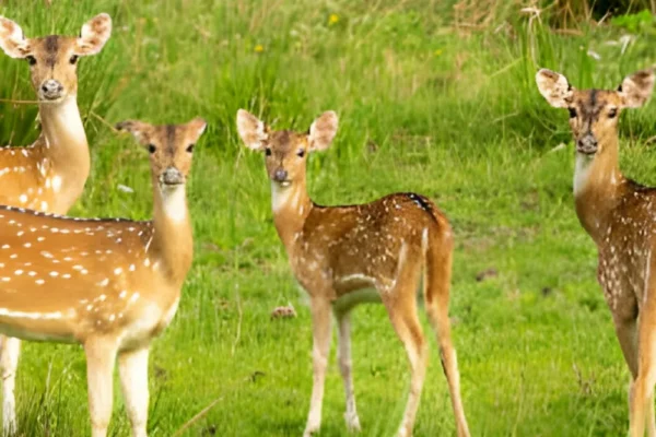 Herbivores Of The Jungle