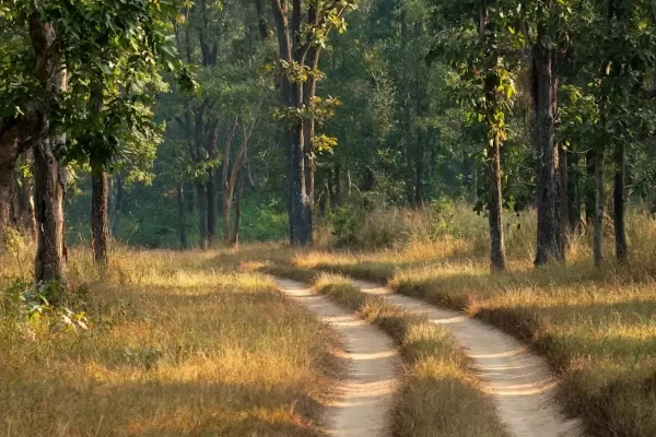 Exploring Kanha’s Unique Sal and Bamboo Forests