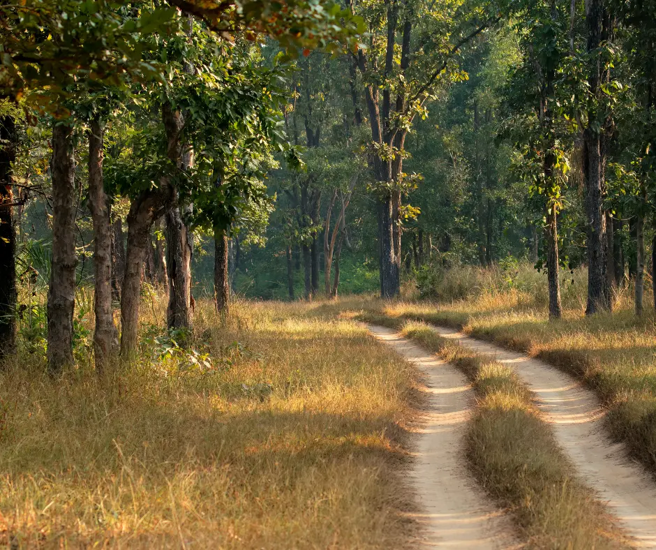 Kanha jungle camp