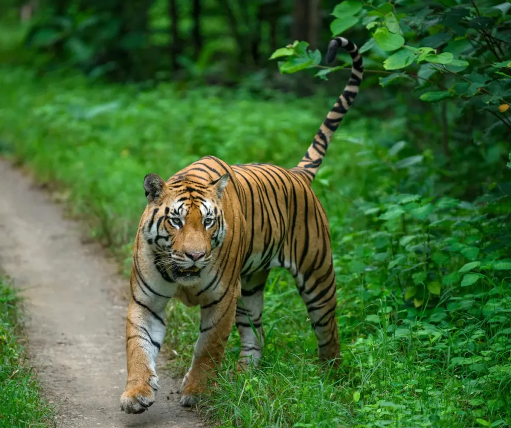 Pench Jungle Camp