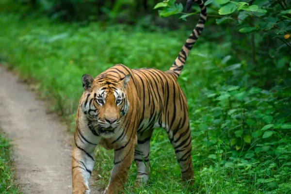 Exploring the Rich Wildlife of Pench Jungle