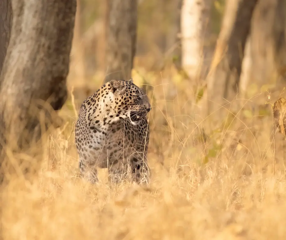 Pench Jungle Camp