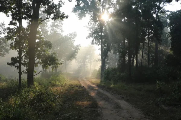 Exploring the Avian Diversity of Kanha Jungle: A Haven for Birdwatchers