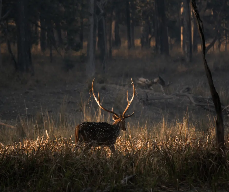 Pench Jungle Camp