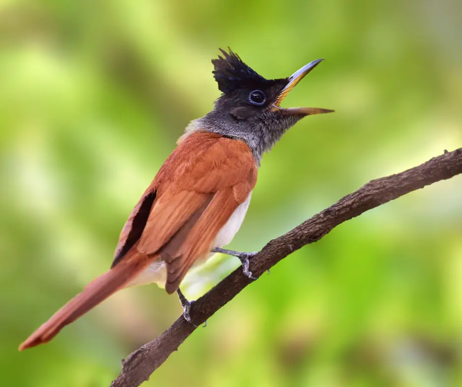 Kanha jungle camp