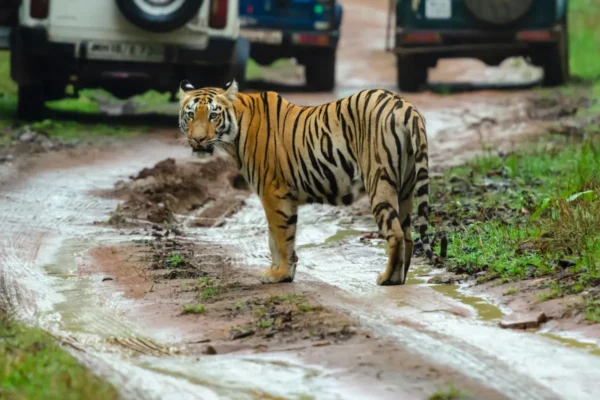 Tiger Tales: Guardians of Tadoba’s Wilderness