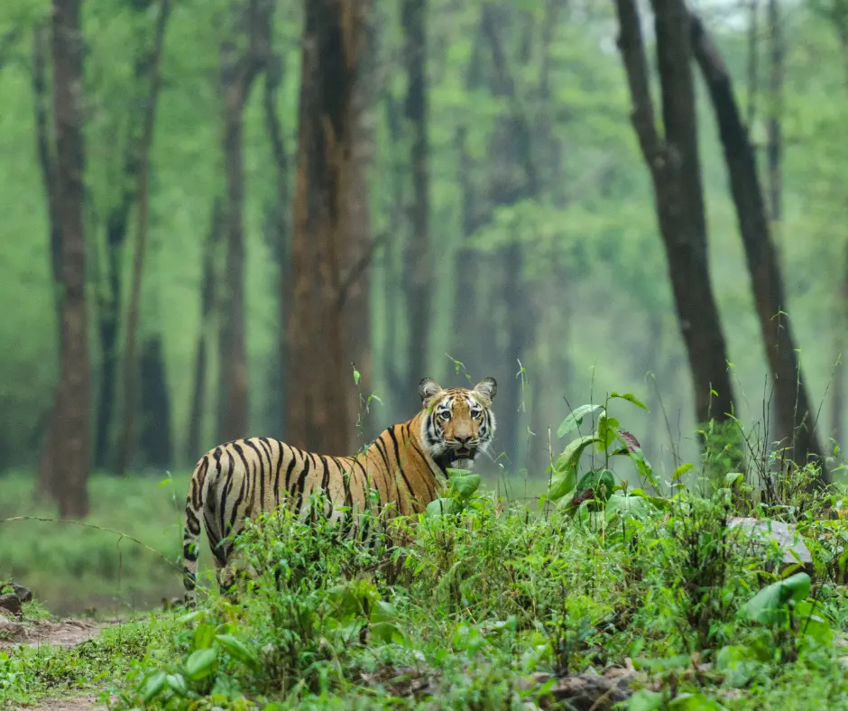 Tadoba jungle camp