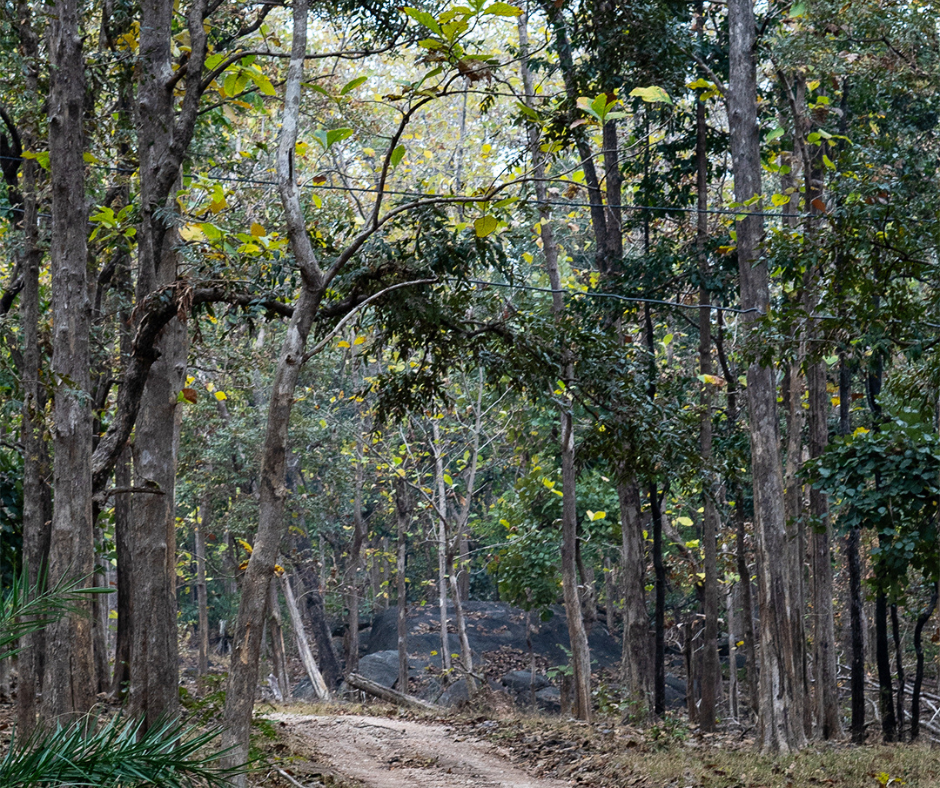 Rukhad Jungle Camp