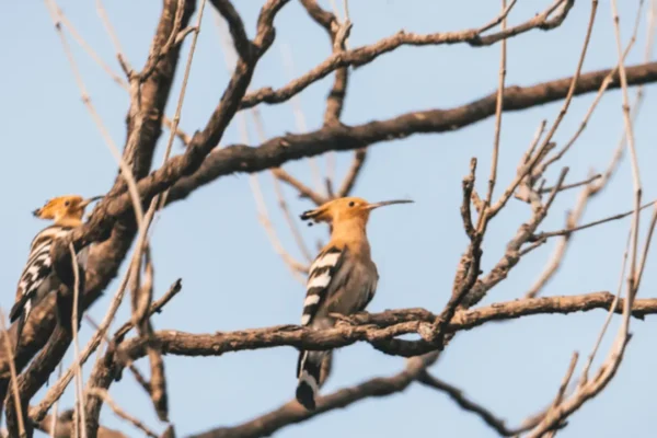 Birdwatcher’s Haven: The Avian Wonders of Rukhad Jungle Camp