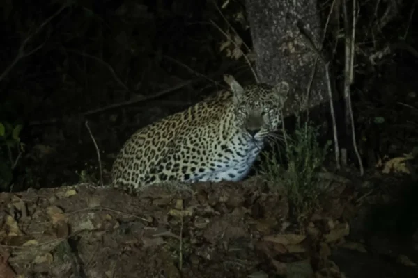 Night Safari In Kanha, Pench & Tadoba