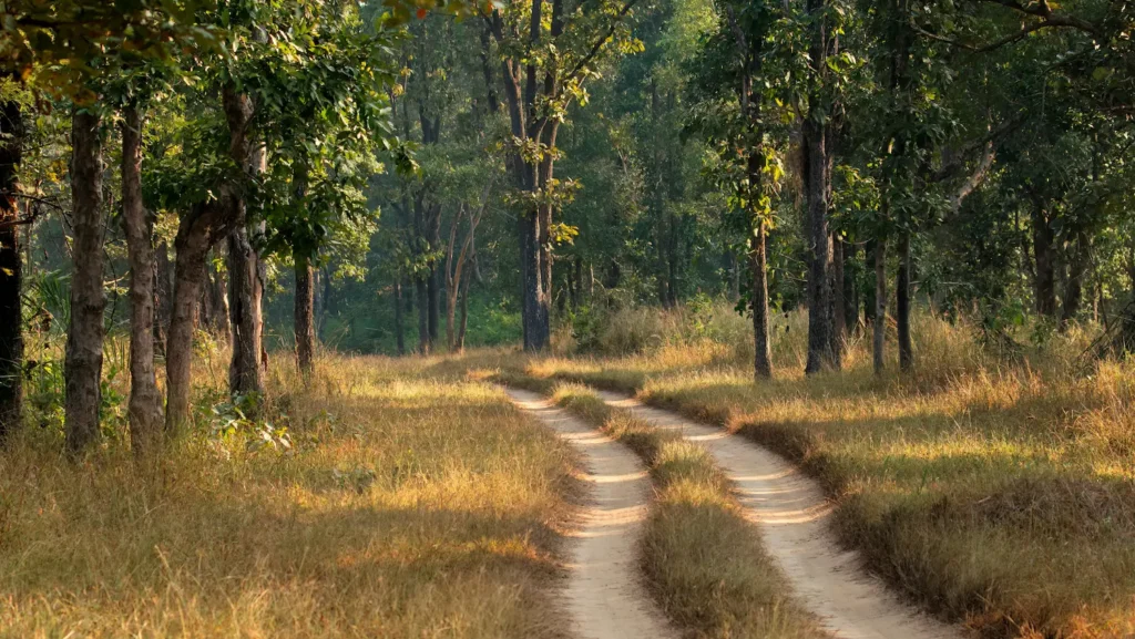 Kanha Jungle camp