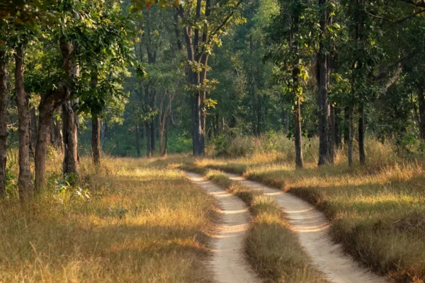 Best Safari Zones in Kanha