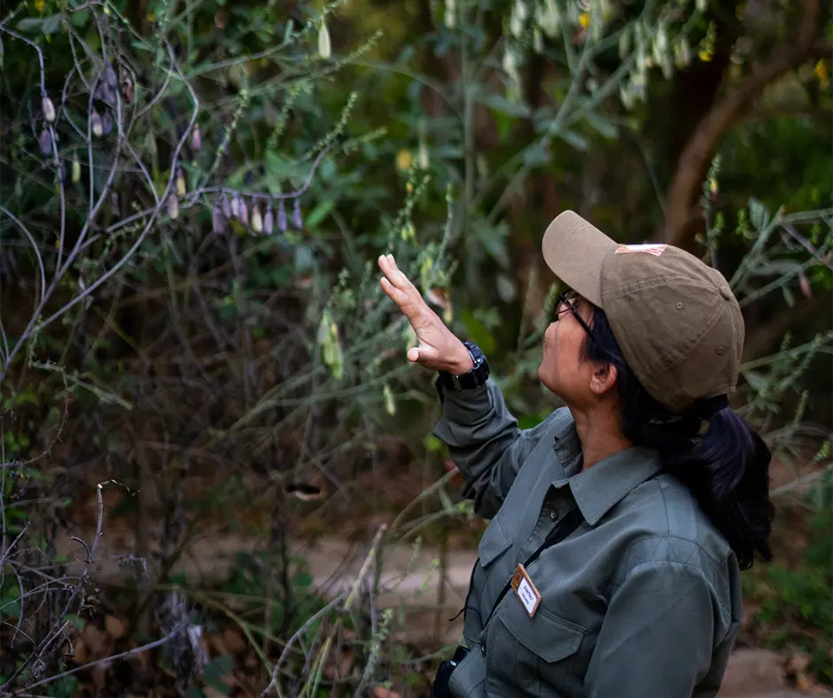 Kanha Jungle Camp